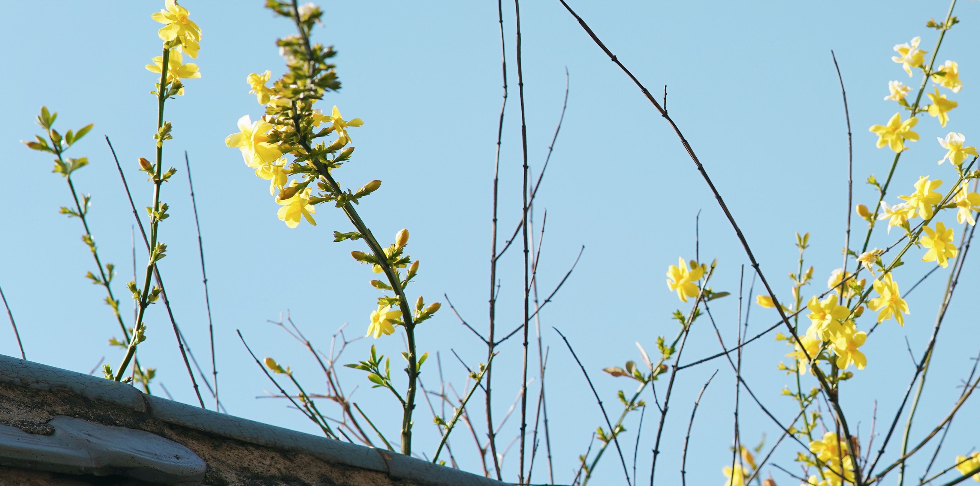 欣声音-《迎春花》---（演奏：主播枫林湾FM)